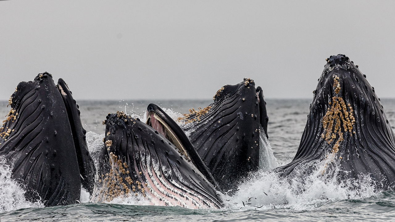 От чего зависит пение горбатых китов - Звук
