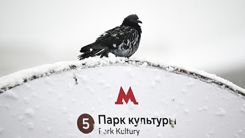 Зачем в метро звуковые маячки, начальники и «Гонг»
