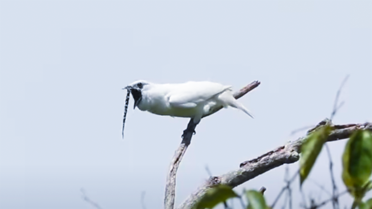 Самые шумные птицы. White bellbird птица. White bellbird птица. Самые шумные птицы. Одноусый звонарь птица.